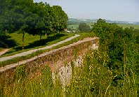 Das Bild zeigt einen Feldweg, der an vielen Bäumen vorbeiführt