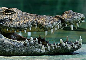 Ein Bild aus dem TerraZoo von einem Krokodil