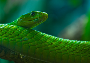 Schlange aus dem TerraZoo Rheinberg