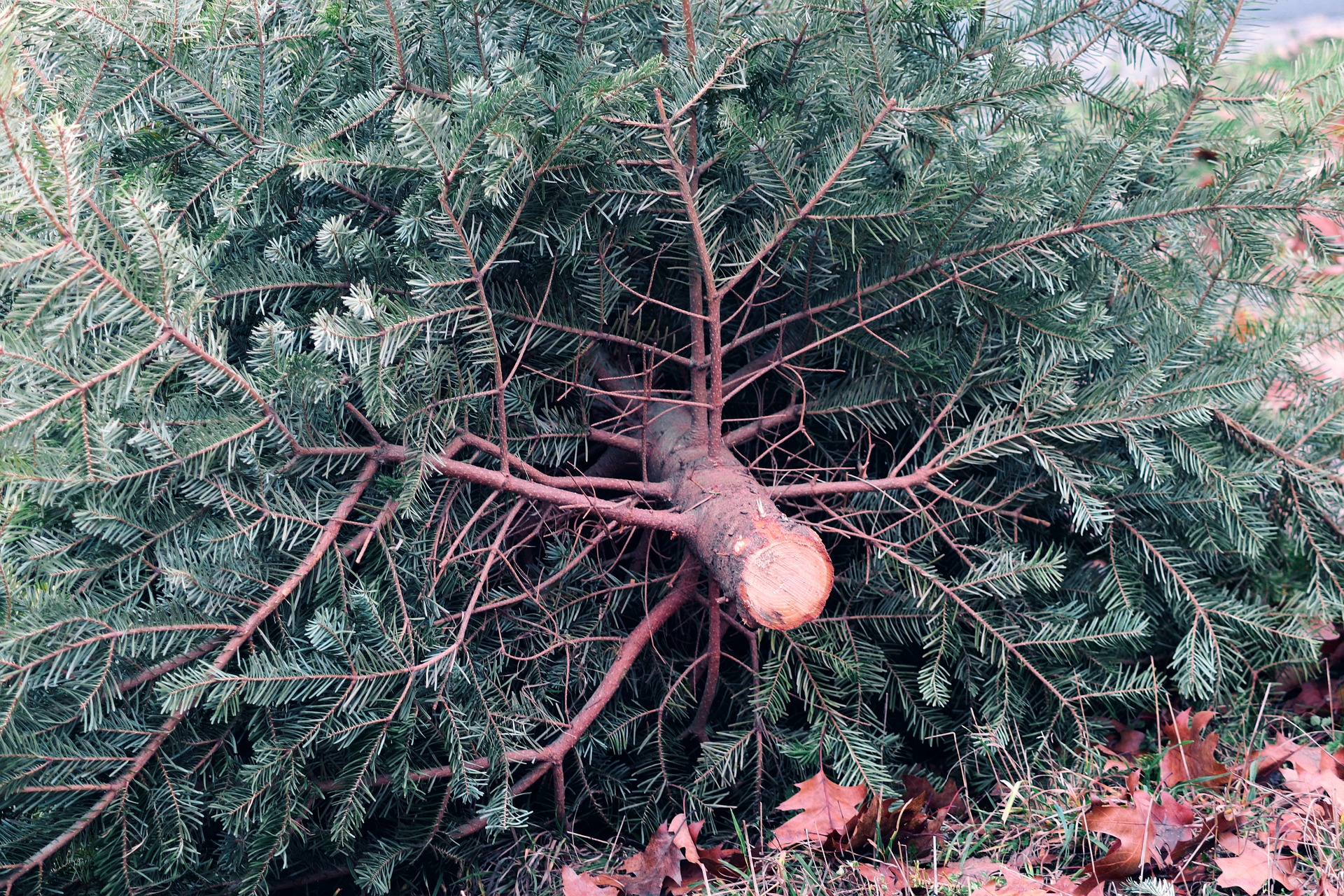 Ein Tannenbaum der auf dem Boden liegt