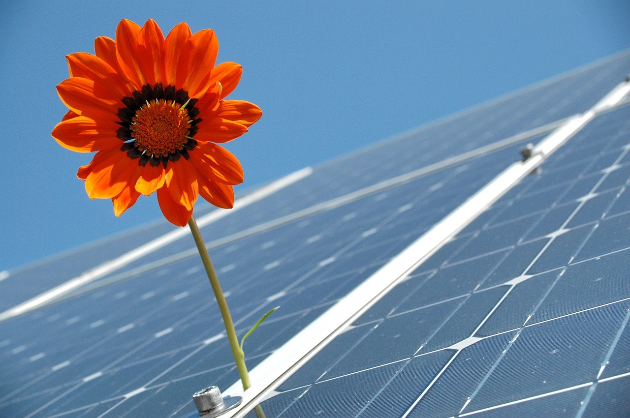 Eine Monblume zwischen 2 Solarpanelen