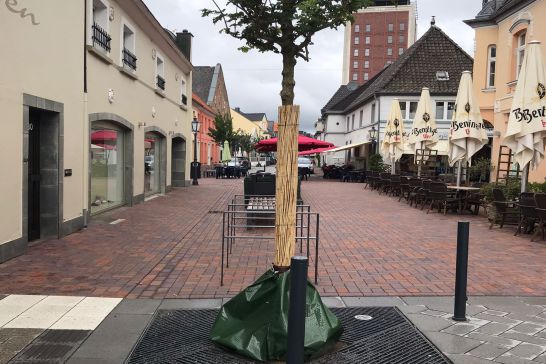 Ein Baum in der Gelderstrasse