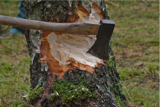 Ein Baumstamm der mit einer Axt bearbeitet wird