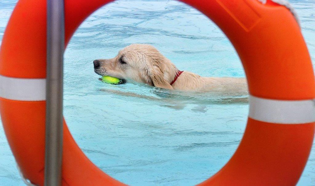 Ein Hund in einem Schwimmbecken