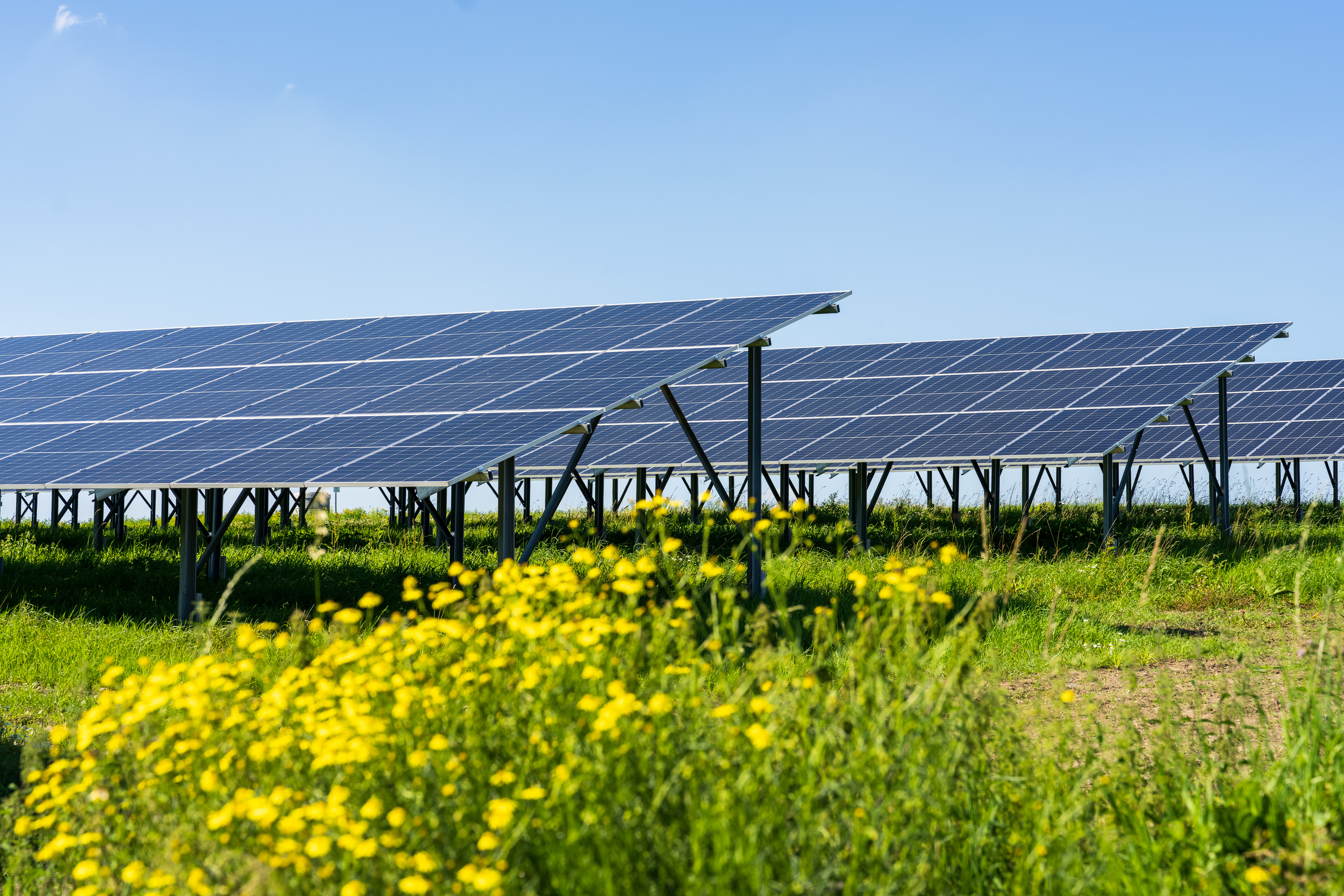 Mehrere Rheihen festverbauter Solarzellen auf einer Wiese