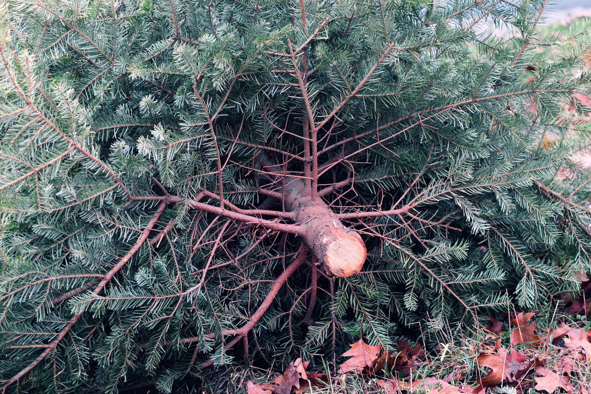 Ein Umgefallener Tannenbaum