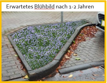 Einige Blumen in einem Blumenbeet