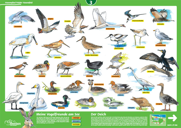 Flyer Seetafel